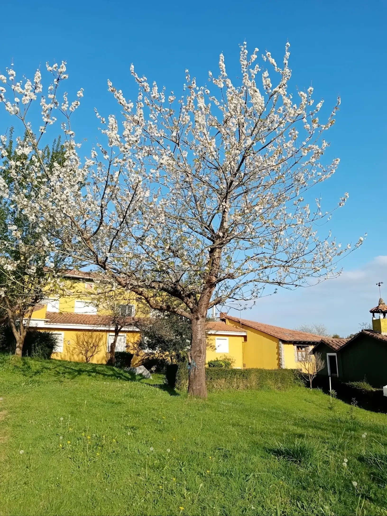 JardinMariaje5